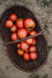 Kaboompics - Fresh Tomatoes in Wicker Harvest Basket