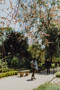 Kaboompics - Falling Jacaranda Petals Across a Botanical Garden Scene