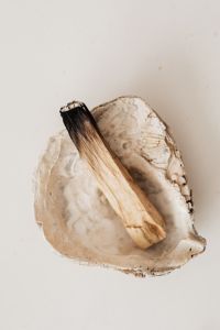 Kaboompics - Close-Up Palo Santo Stick on Seashell with Neutral Copy Space