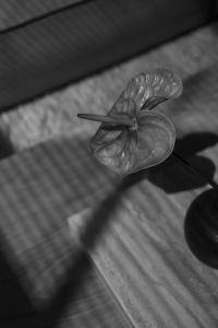 Kaboompics - Moody Black and White Anthurium Still Life in Dramatic Sunlight