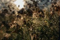 Kaboompics - Moody Dried Flowers in a Sunlit Greenhouse Interior