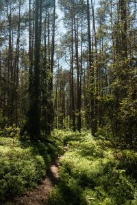 Kaboompics - Sunlit Pine Forest Path and Green Ground Cover