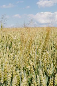 Kaboompics - Field of grain