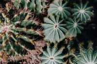 Kaboompics - Spiny Cacti and Star-Shaped Succulents on a Dark Background