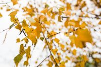 Kaboompics - Autumn Details