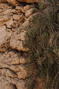 Kaboompics - Coastal Rock Wall Partly Covered with Low Scrub
