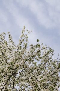Kaboompics - Flowering Tree Canopy Against a Pale Blue Sky