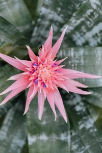 Kaboompics - Flowering pot plant Aechmea