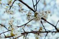 Kaboompics - Close-ups of leaves, flowers and fruit on trees, part 1