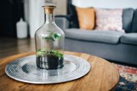 Kaboompics - Tiny little forest in a jar