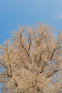 Kaboompics - Portrait View of Real Jardin Botanico in Madrid