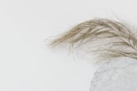 Kaboompics - Pampas Grass Over a Marble Edge for Neutral Background and Brand Design