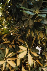 Kaboompics - Variegated Plant Leaves in Golden Light