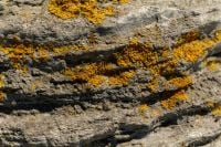 Kaboompics - Natural Rock Texture Covered With Coastal Lichen