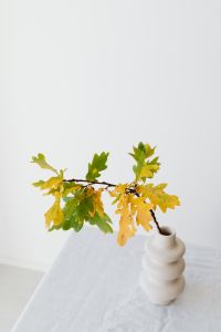 Kaboompics - Golden Oak Branch in a White Vase on a Bright Table