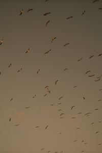 Kaboompics - Flock of Birds in Cloudy Malaga Sky