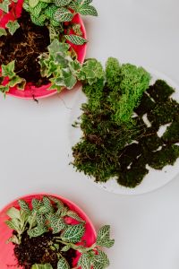 Kaboompics - Top-Down Terrarium Materials with Moss, Fittonia and Small Houseplants Ready for Planting