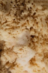 Kaboompics - Macro View of Natural Sea Sponge Texture