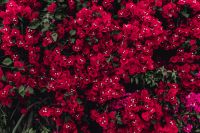 Kaboompics - Red flowers of bougainvillea tree, Portugal