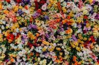 Kaboompics - Fest Santo Antonio - Various color flower background wall - Museu de Lisboa, Lisbon, Portugal