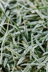 Kaboompics - Soft-Focus Frost on Meadow Grass for Subtle Winter Backgrounds