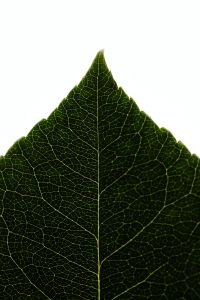 Kaboompics - Single Leaf Macro Texture Green Botanical Close Up