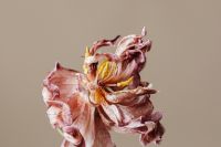 Kaboompics - Dried Pink Flower Portrait On Beige