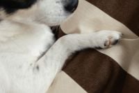 Kaboompics - Close Up of Small Dog Paw on Striped Bedding