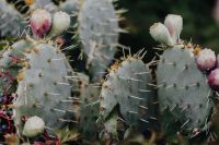 Kaboompics - A prickly pear cactus with fruit