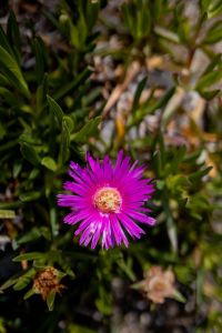 Kaboompics - Pink Carpobrotus Rossii Flower among Succulent Green Leaves