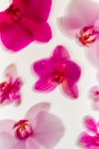 Kaboompics - Scattered Pink Orchids Soft Focus Background