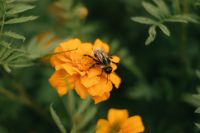 Kaboompics - Bumblebee Pollinating Marigold