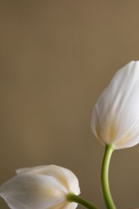 Kaboompics - White Tulips Close-Up