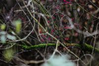 Kaboompics - Moss-Covered Branch with Red Berries in the Forest