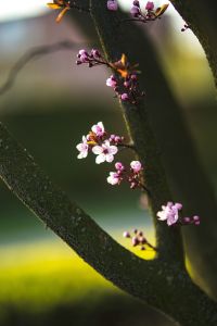 Kaboompics - Small Pink Blossoms Growing beside a Dark Tree Trunk with Green Background