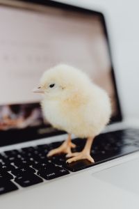Newborn little chicken and laptop