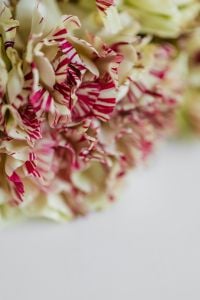 Kaboompics - Abstract Red and Cream Carnation Petal Pattern