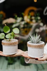 Kaboompics - Woman holds pilea & sukulent