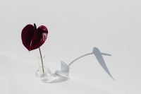 Kaboompics - Deep Red Anthurium in a Clear Bud Vase Casting a Hard Shadow on White