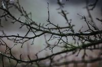 Kaboompics - Bare Branches in Soft Focus Against Muted Forest Light