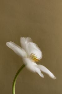 Kaboompics - Motion-Blurred White Flower with Curved Stem