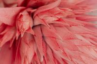 Kaboompics - Aechmea Bloom and Textured Leaf Close-Up