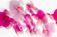 Kaboompics - Abstract Pink Orchid Motion Blur with White Negative Space, Soft Floral Background Texture for Wallpaper and Design