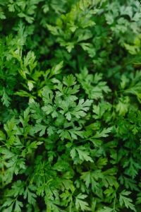 Kaboompics - Fresh Parsley Leaves Growing in a Garden Bed