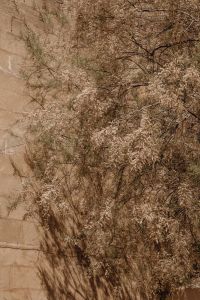 Kaboompics - Dry Flowering Shrub against a Stone Wall