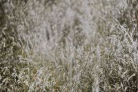 Kaboompics - Silver grass field