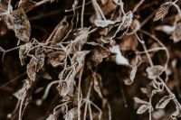 Kaboompics - Close-ups of snowy trees