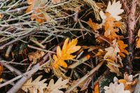 Kaboompics - Autumn leaves