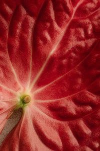 Kaboompics - Red Leaf Background with Green Stem Base and Radiating Vein Pattern