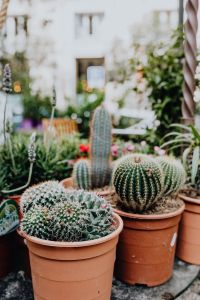 Potted Cacti and Succulents on a Paved Shop Display